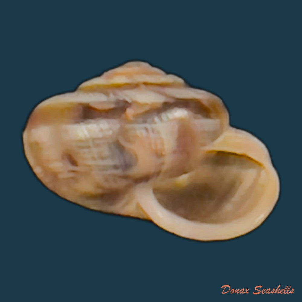 copia-de-emoda-sagraiana-dorbigny-1842-24-6mm-1