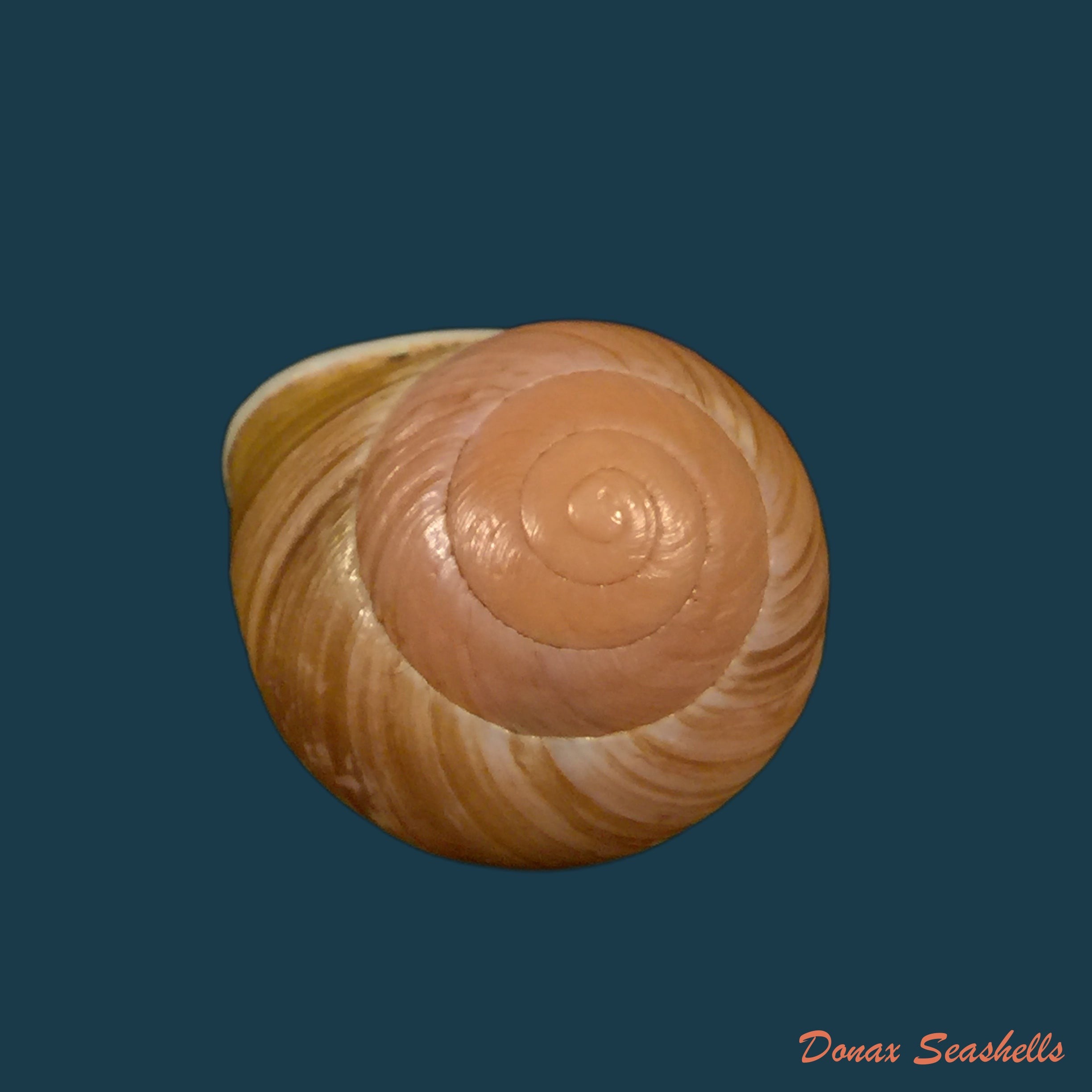 copia-de-emoda-sagraiana-dorbigny-1842-24-6mm