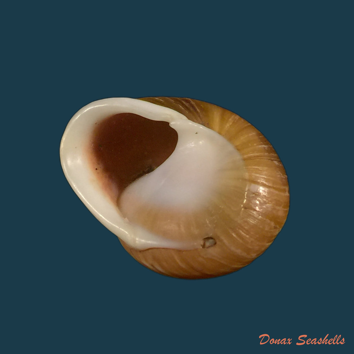 copia-de-emoda-sagraiana-dorbigny-1842-24-6mm