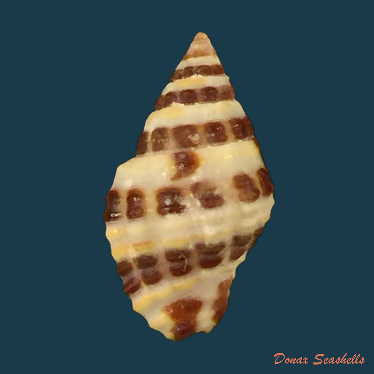 copia-de-engina-alveolata-kiener-1836-14mm
