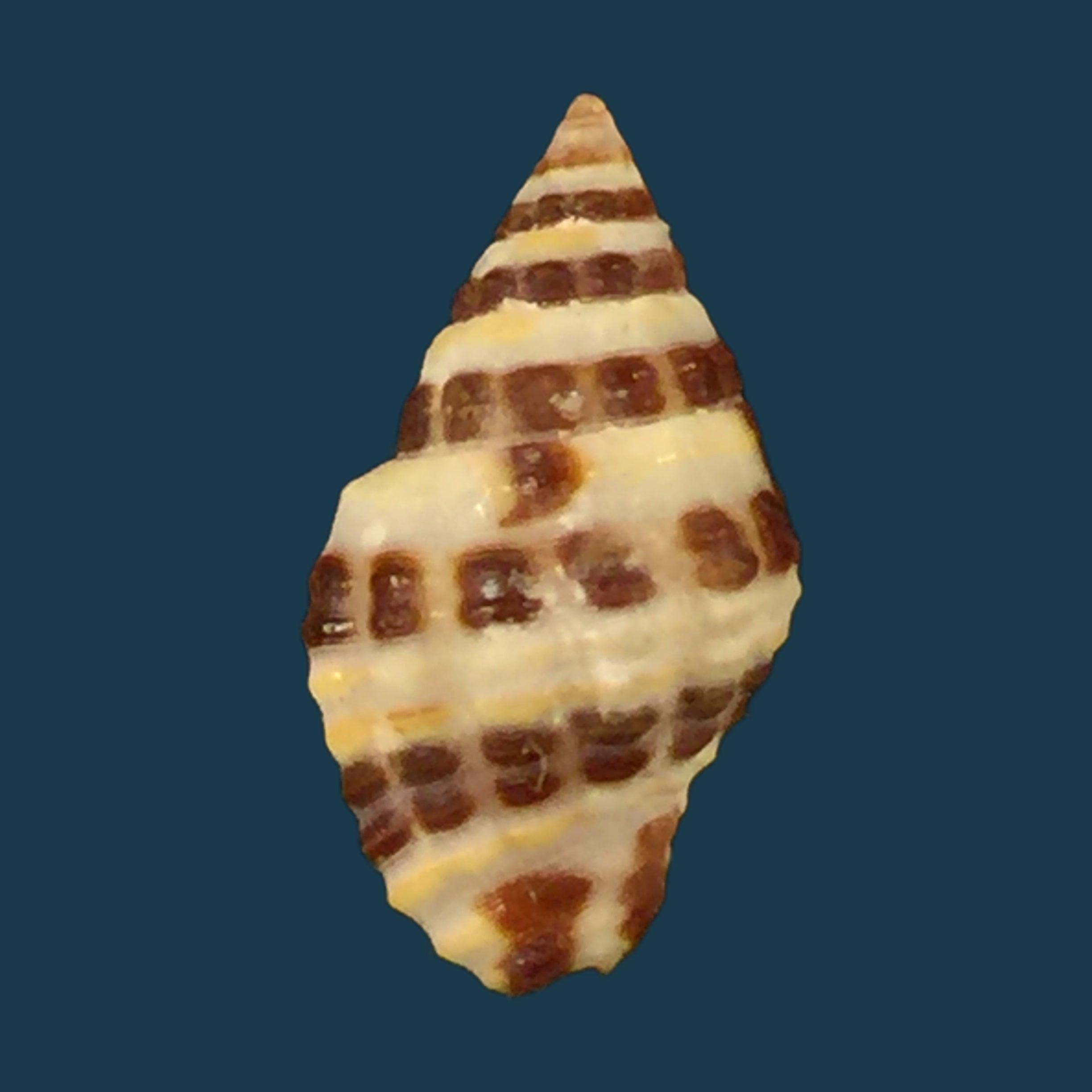 Engina alveolata (Kiener, 1836) - 13,9mm