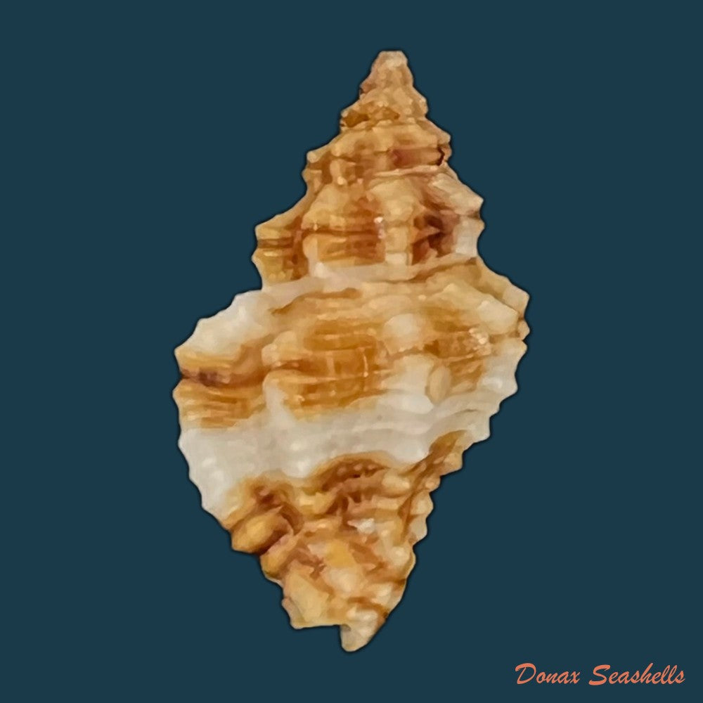 copia-de-engina-karinae-nowell-usticke-1959-17-5mm