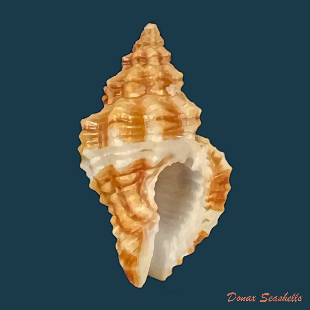 copia-de-engina-karinae-nowell-usticke-1959-17-5mm