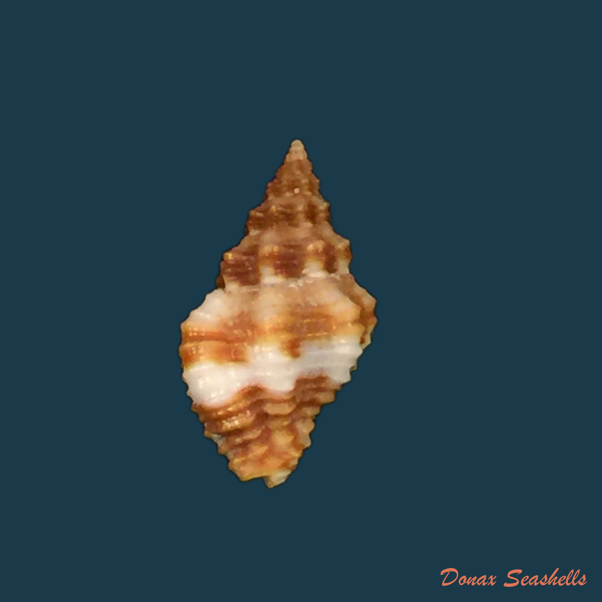 copia-de-engina-karinae-nowell-usticke-1959-17-9mm-1