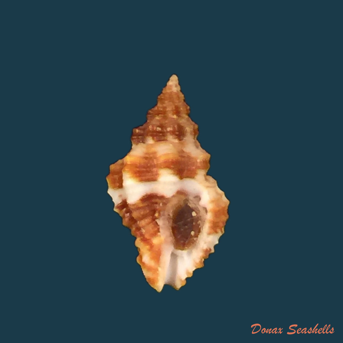 copia-de-engina-karinae-nowell-usticke-1959-17-9mm-1