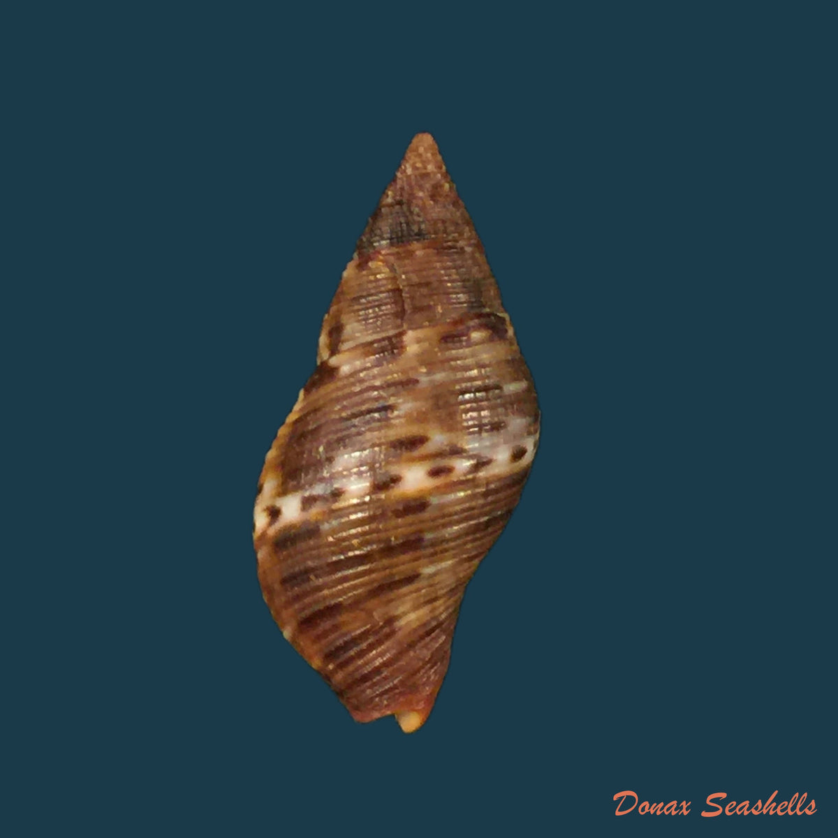 copia-de-engina-karinae-nowell-usticke-1959-17-9mm