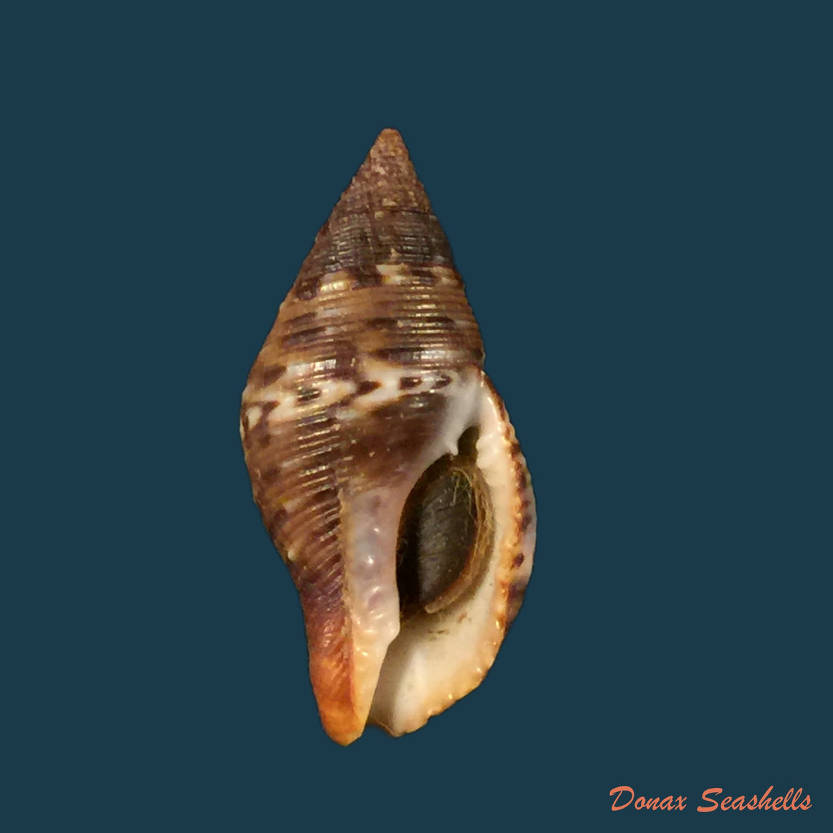 copia-de-engina-karinae-nowell-usticke-1959-17-9mm
