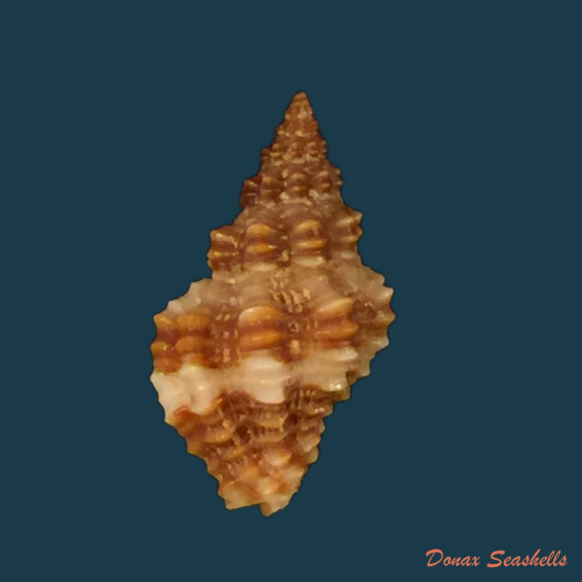 copia-de-engina-karinae-nowell-usticke-1959-18-1mm