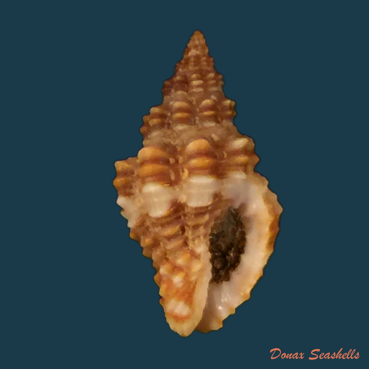 copia-de-engina-karinae-nowell-usticke-1959-18-1mm