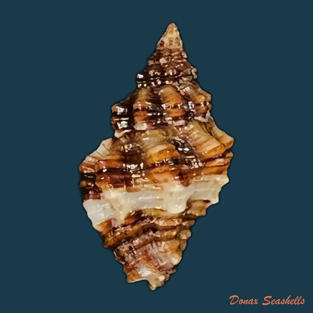 copia-de-engina-karinae-nowell-usticke-1959-19-5mm