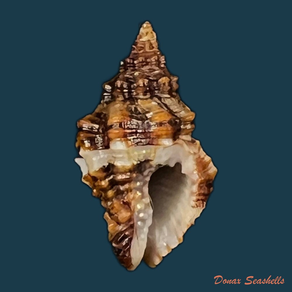 copia-de-engina-karinae-nowell-usticke-1959-19-5mm