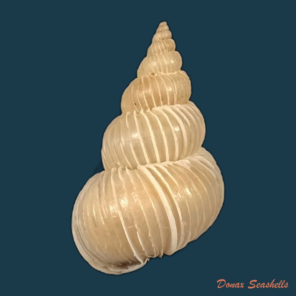 copia-de-epitonium-imperiale-g-b-sowerby-ii-1844-24-8mm-2