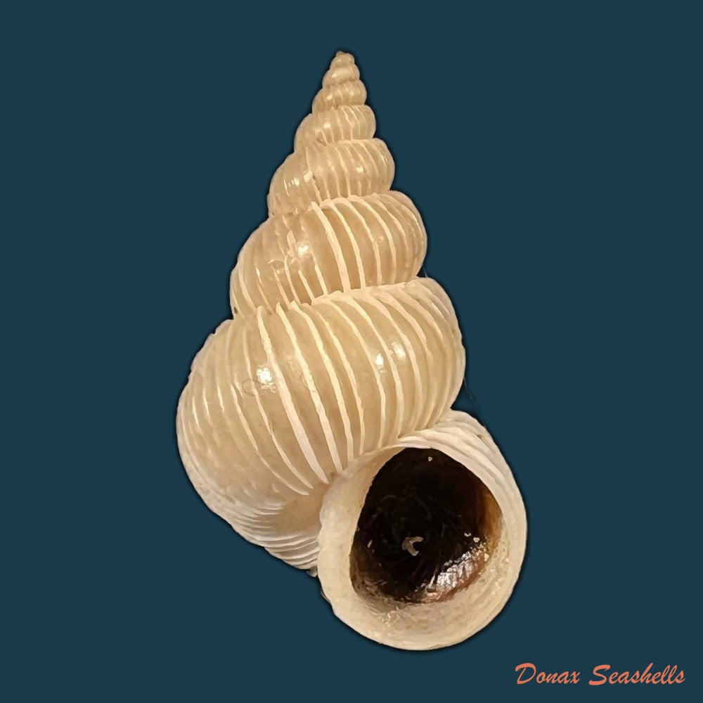 copia-de-epitonium-imperiale-g-b-sowerby-ii-1844-24-8mm-2