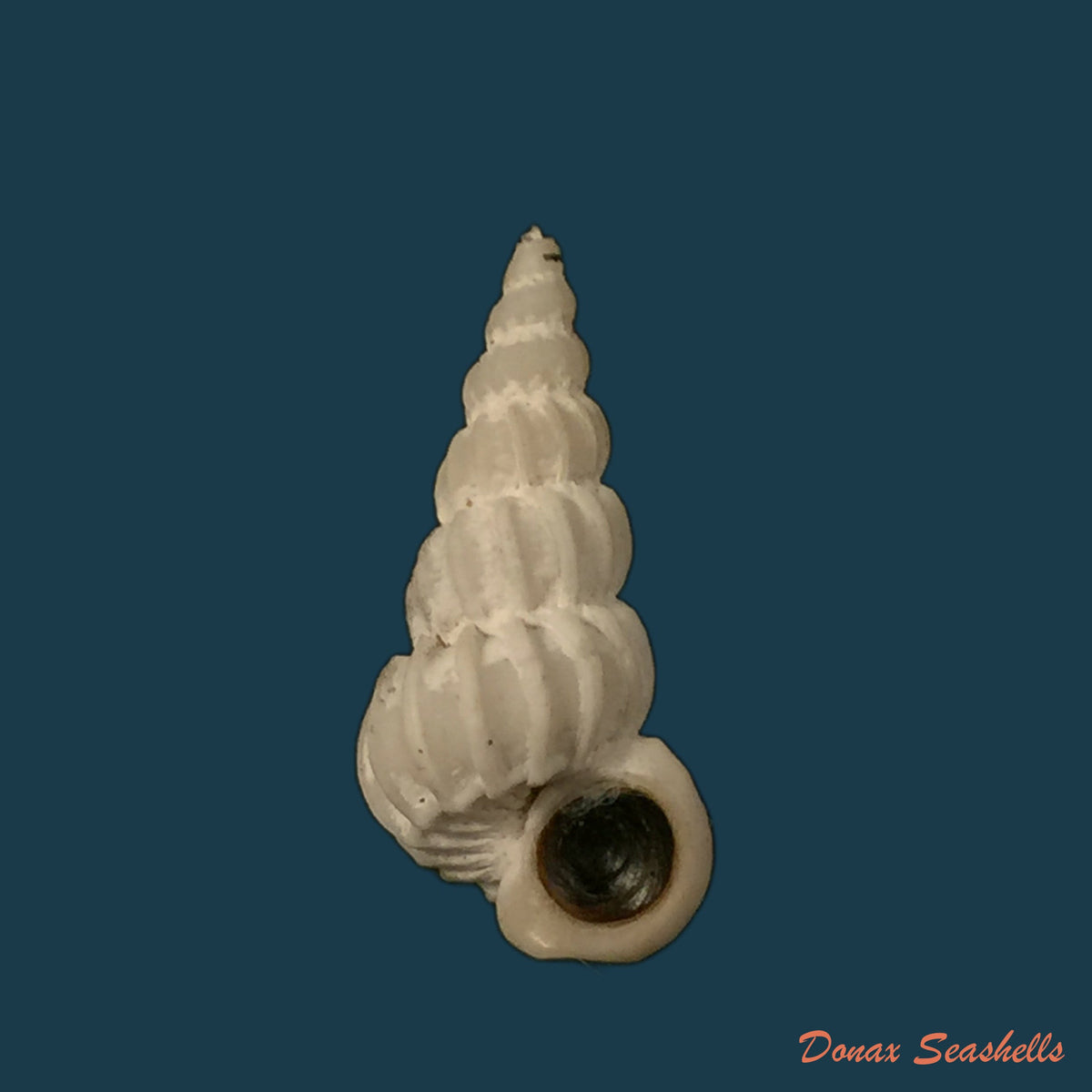 copia-de-epitonium-magellanicum-philippi-1845-24-3mm