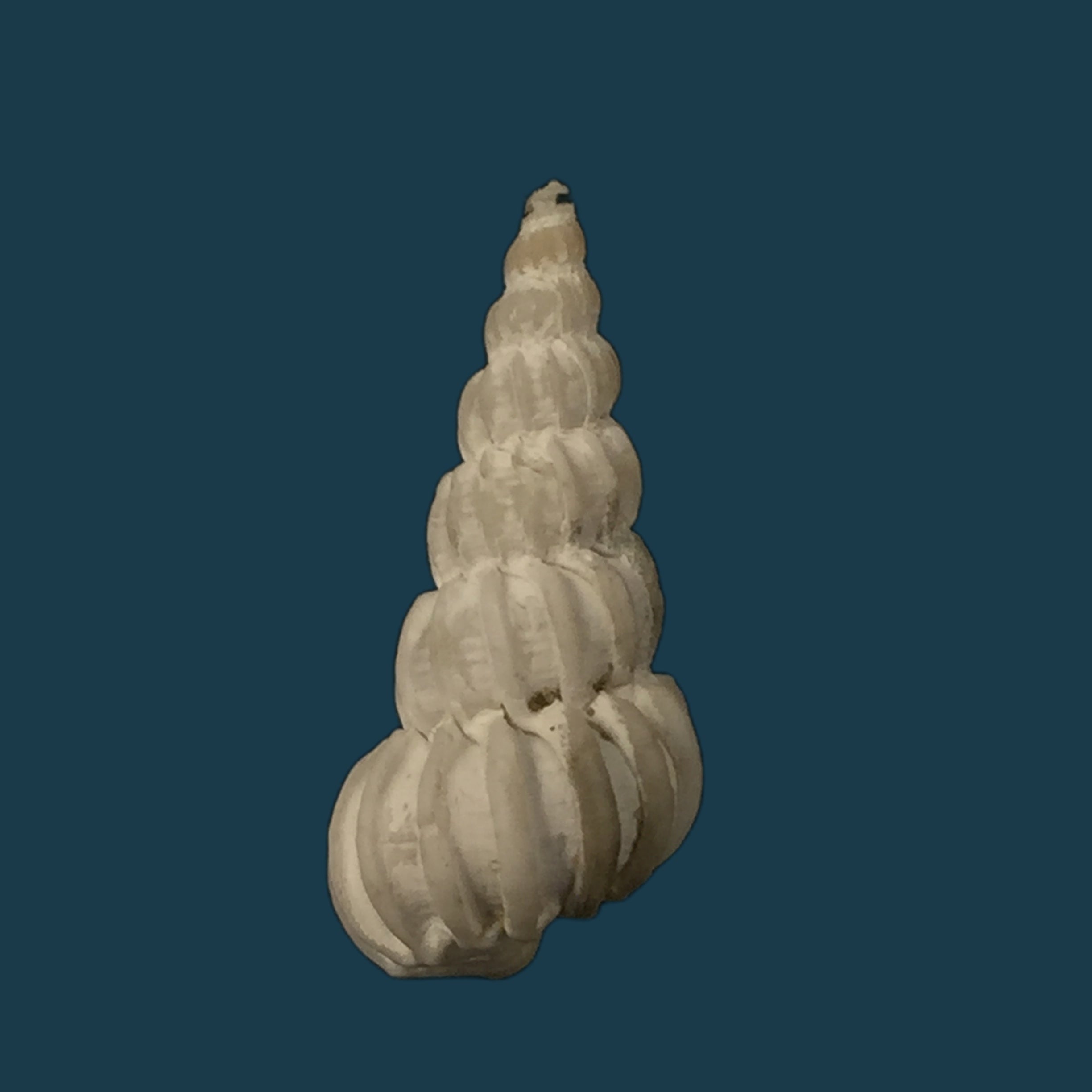 Epitium magellanicum (腓立比, 1845) - 23,5mm
