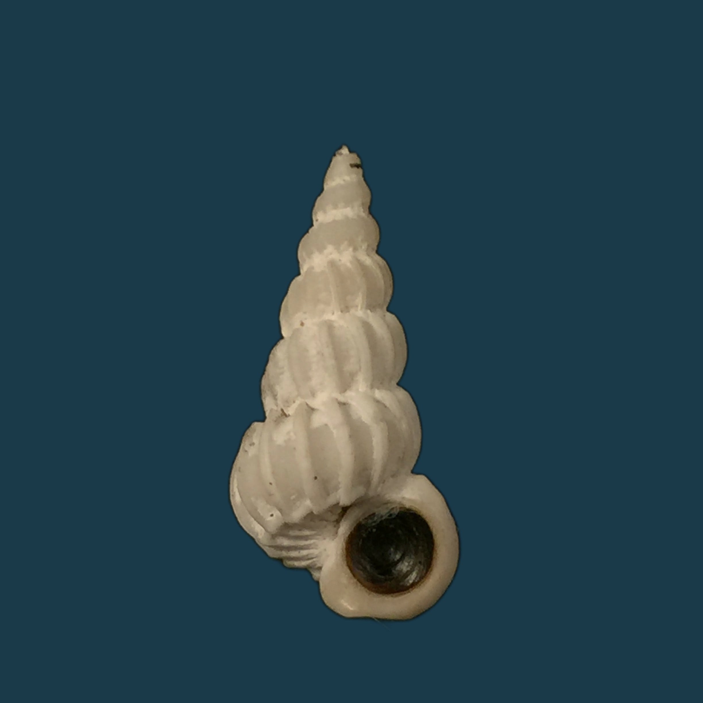 Epitium magellanicum (腓立比, 1845) - 23,5mm