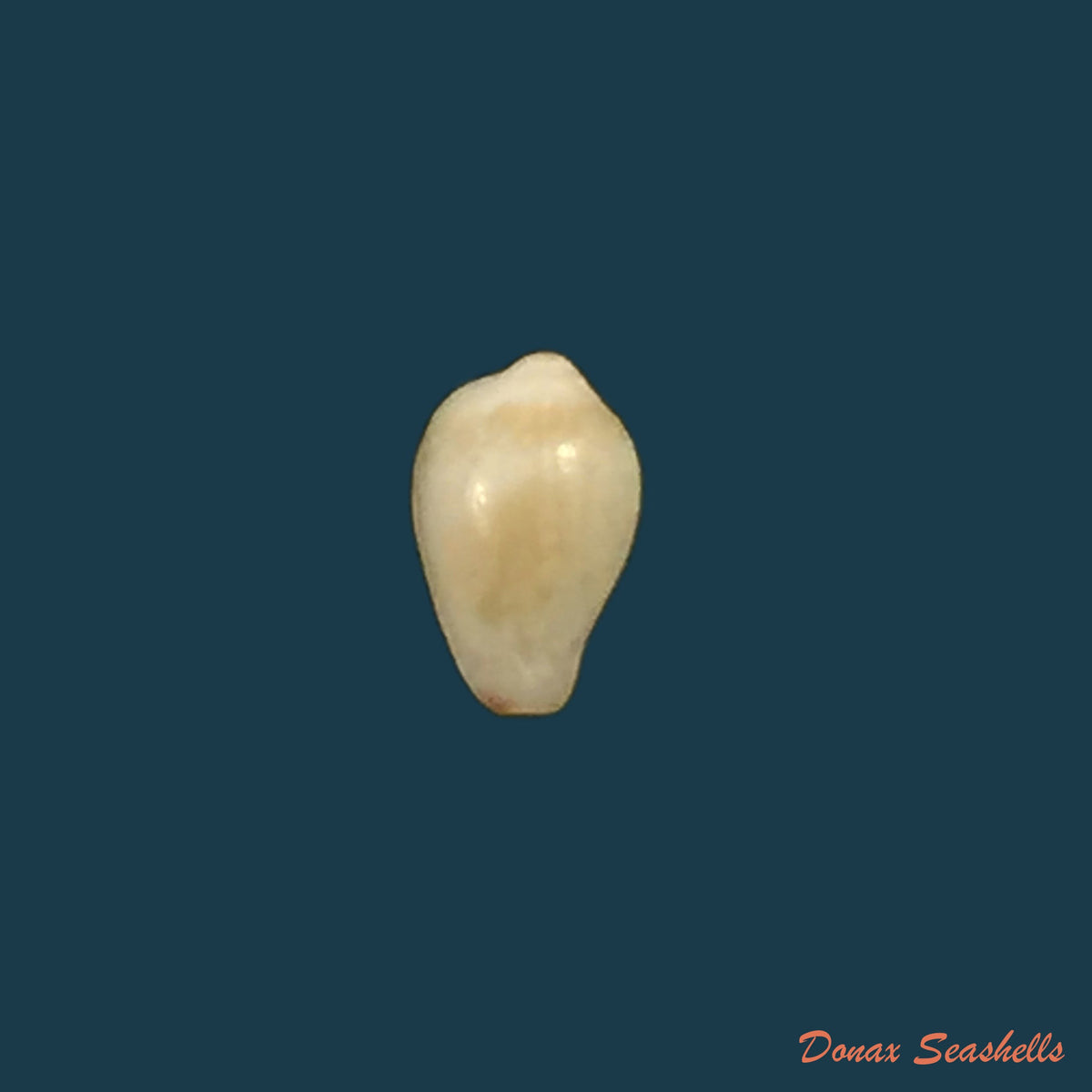 copia-de-eratoena-sandwichensis-gb-sowerby-ii-1859-5mm