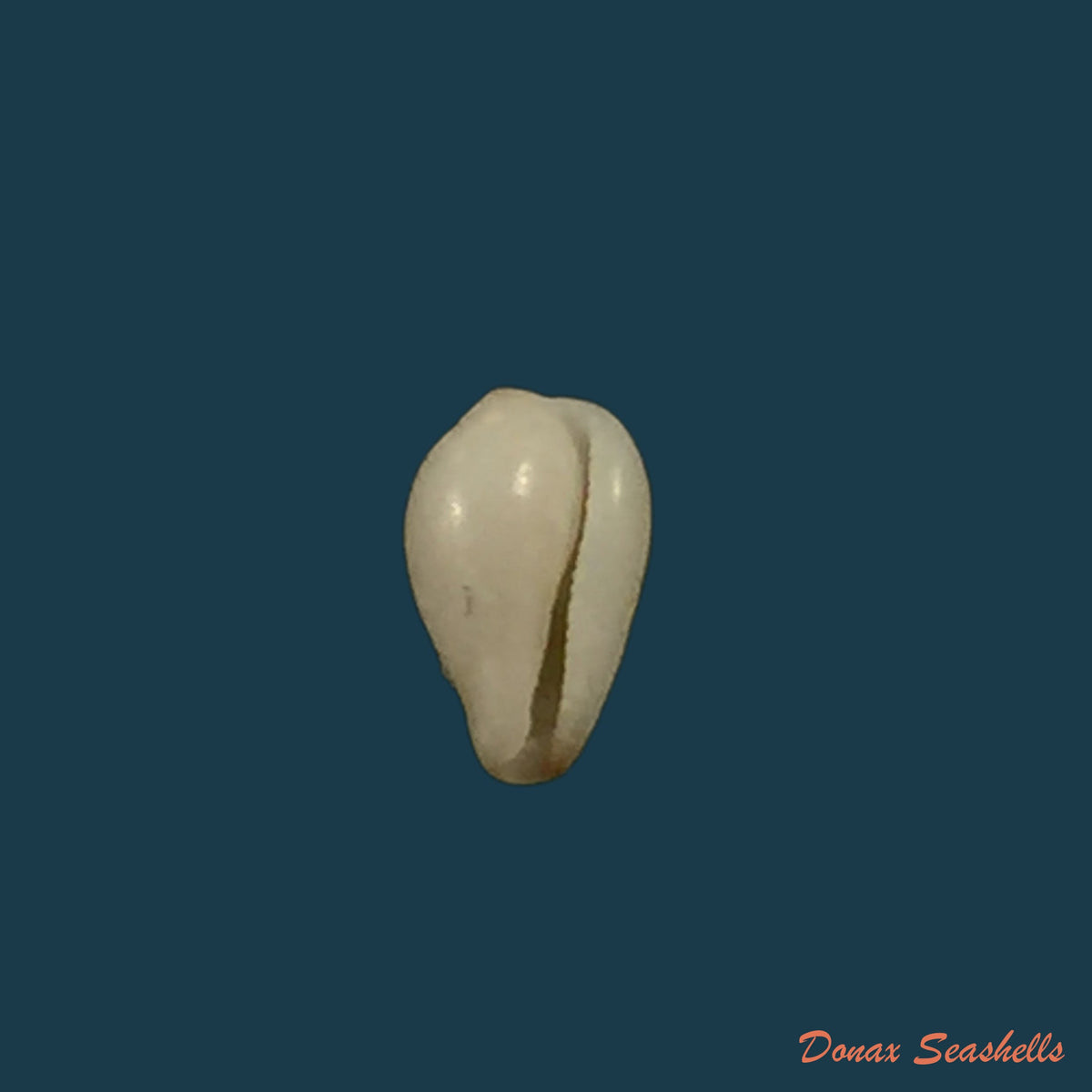 copia-de-eratoena-sandwichensis-gb-sowerby-ii-1859-5mm
