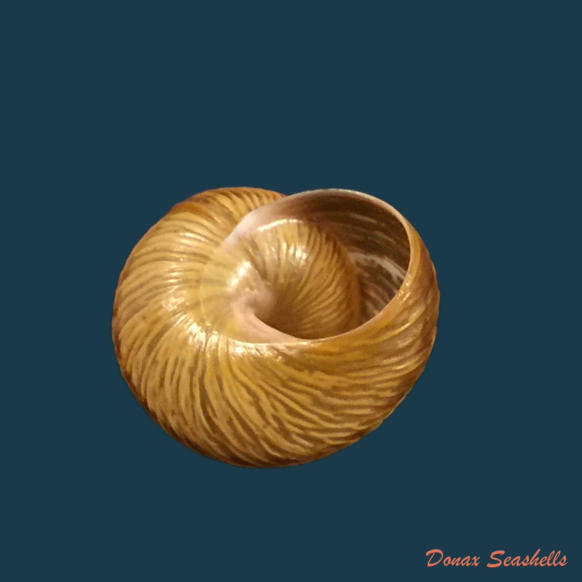 copia-de-eremina-dillwyniana-pfeiffer-1851-26-2mm-1