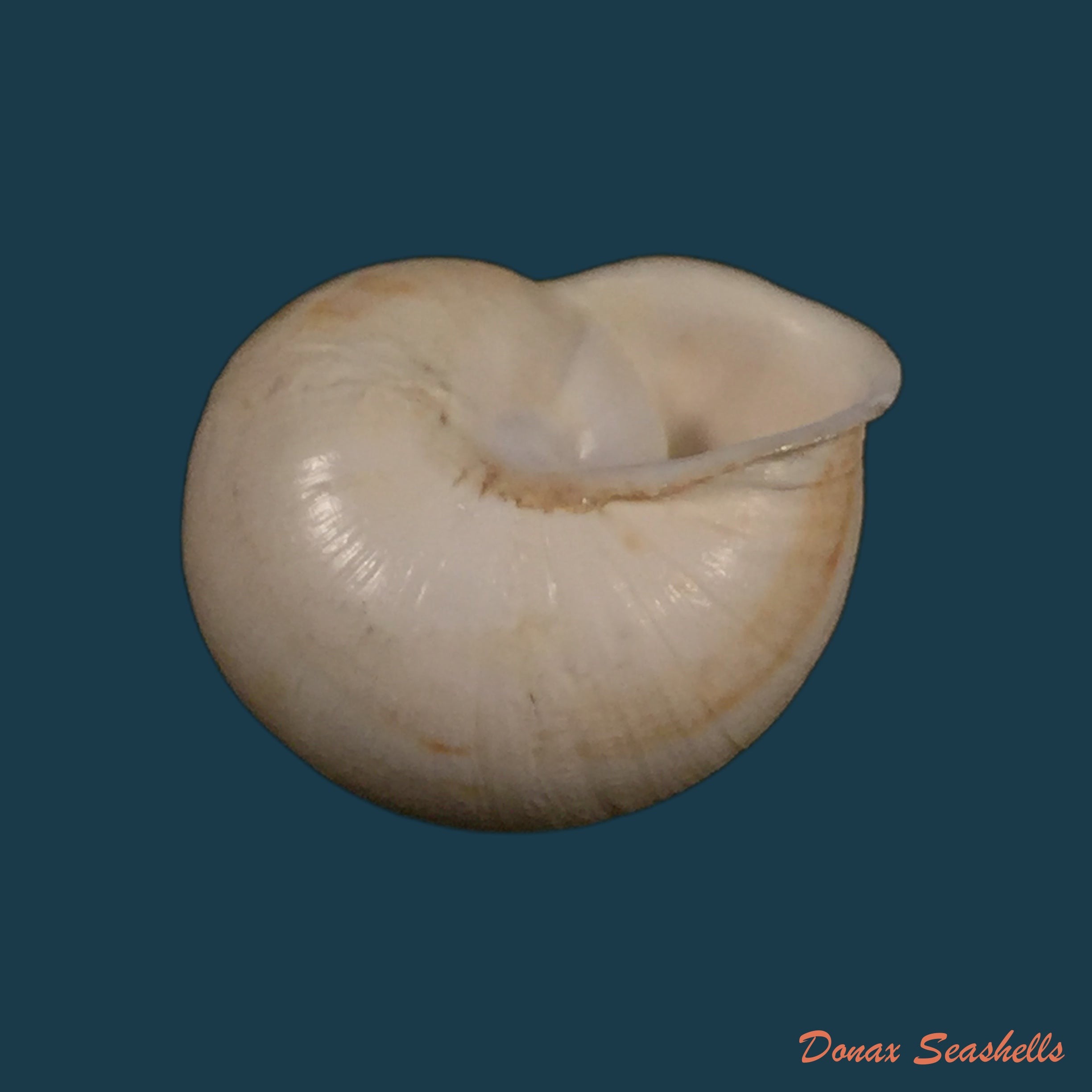 copia-de-eremina-dillwyniana-pfeiffer-1851-28-1mm-2