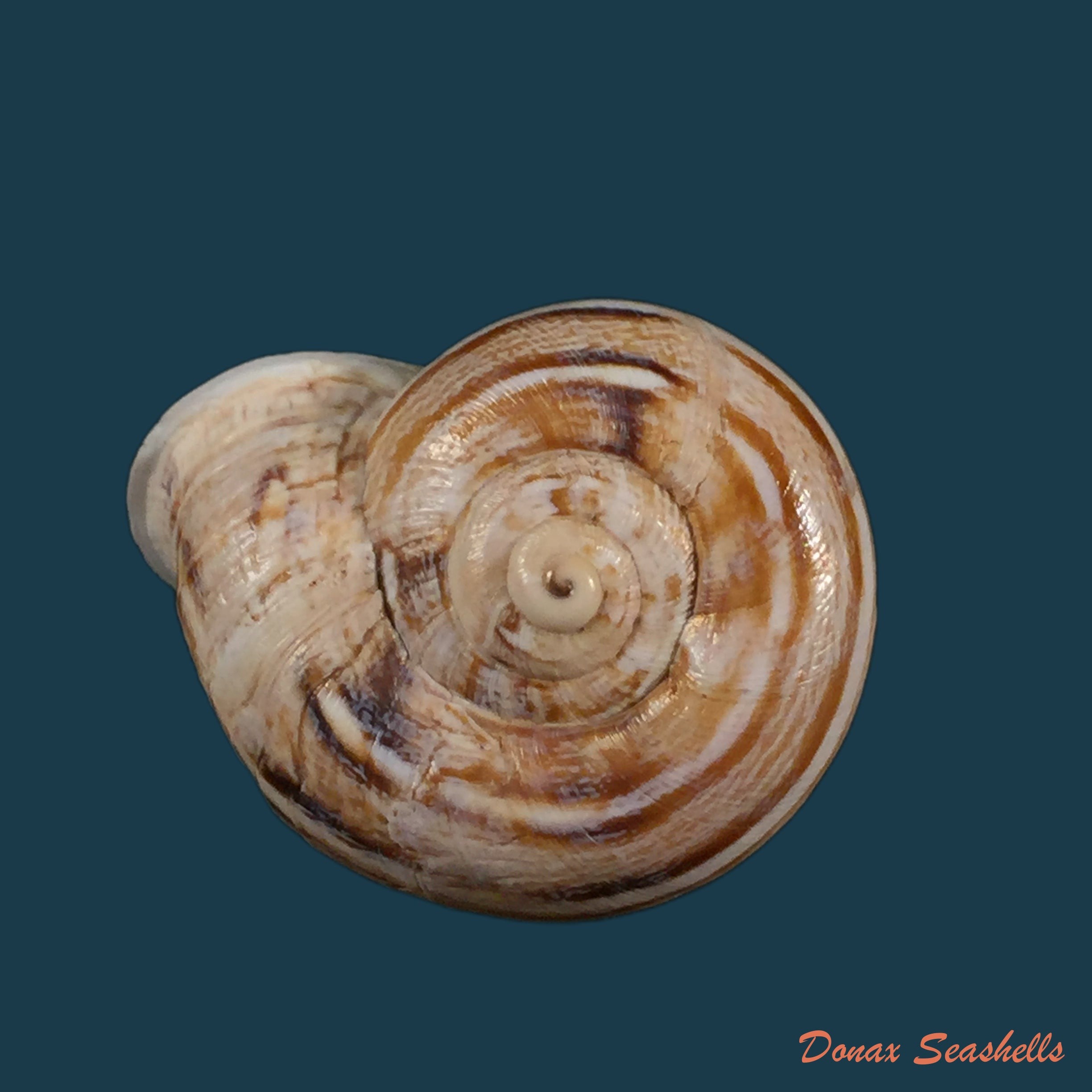 copia-de-eremina-inexspectata-llabador-1960-26mm