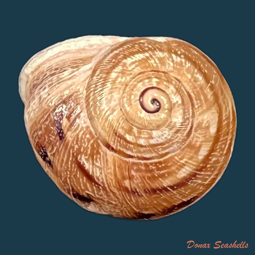 copia-de-eremina-vermiculosa-morelet-1874-24-2mm