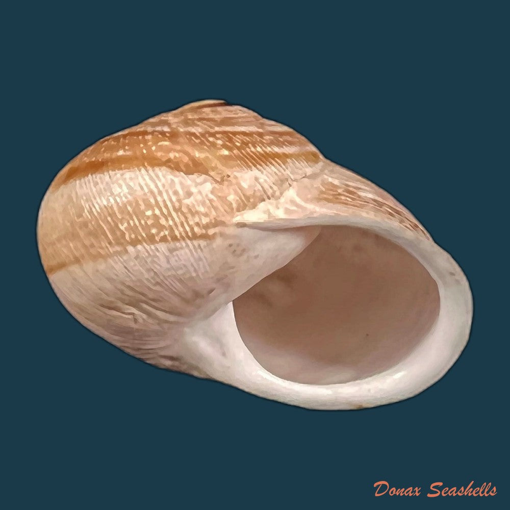 copia-de-eremina-vermiculosa-morelet-1874-24-2mm
