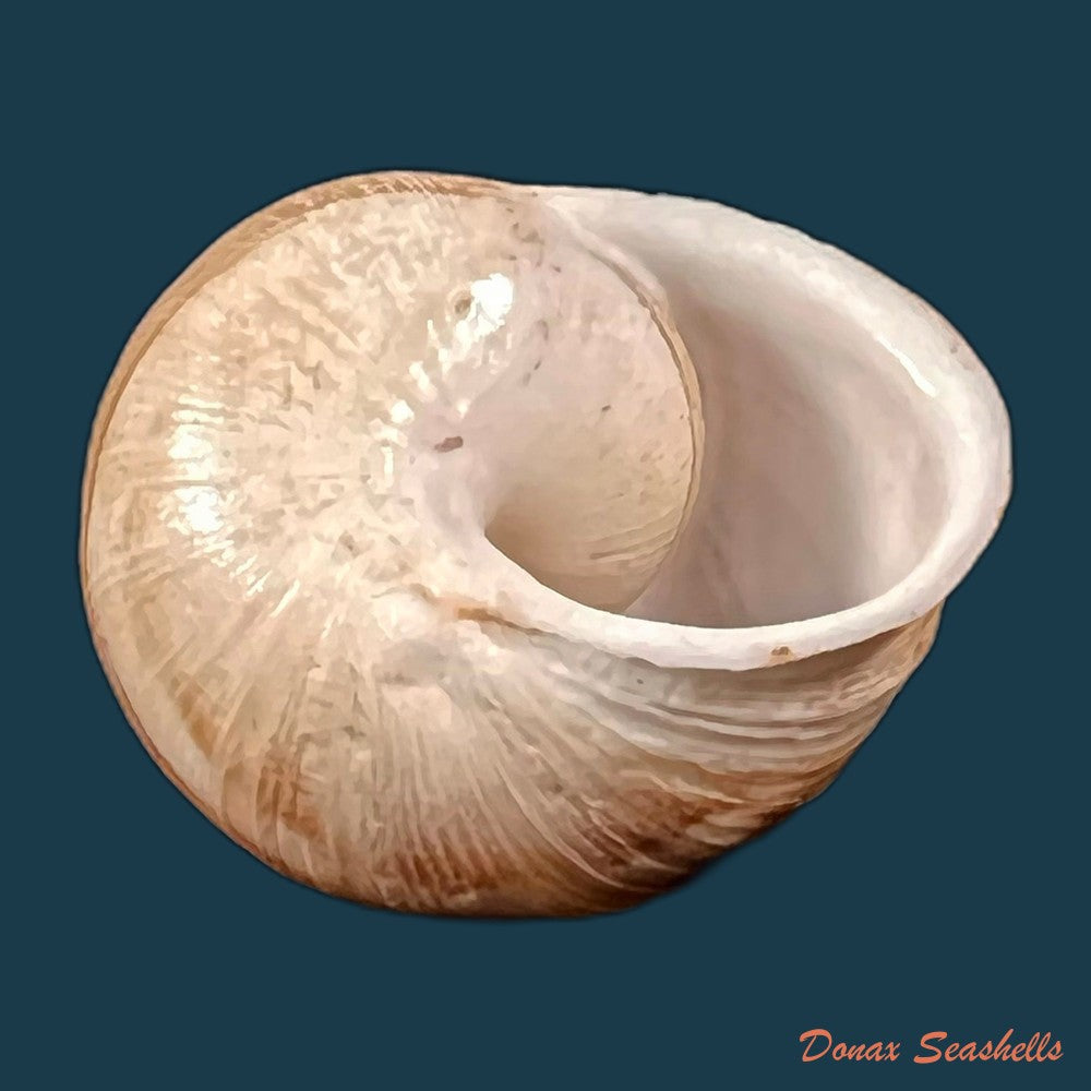 copia-de-eremina-vermiculosa-morelet-1874-24-2mm