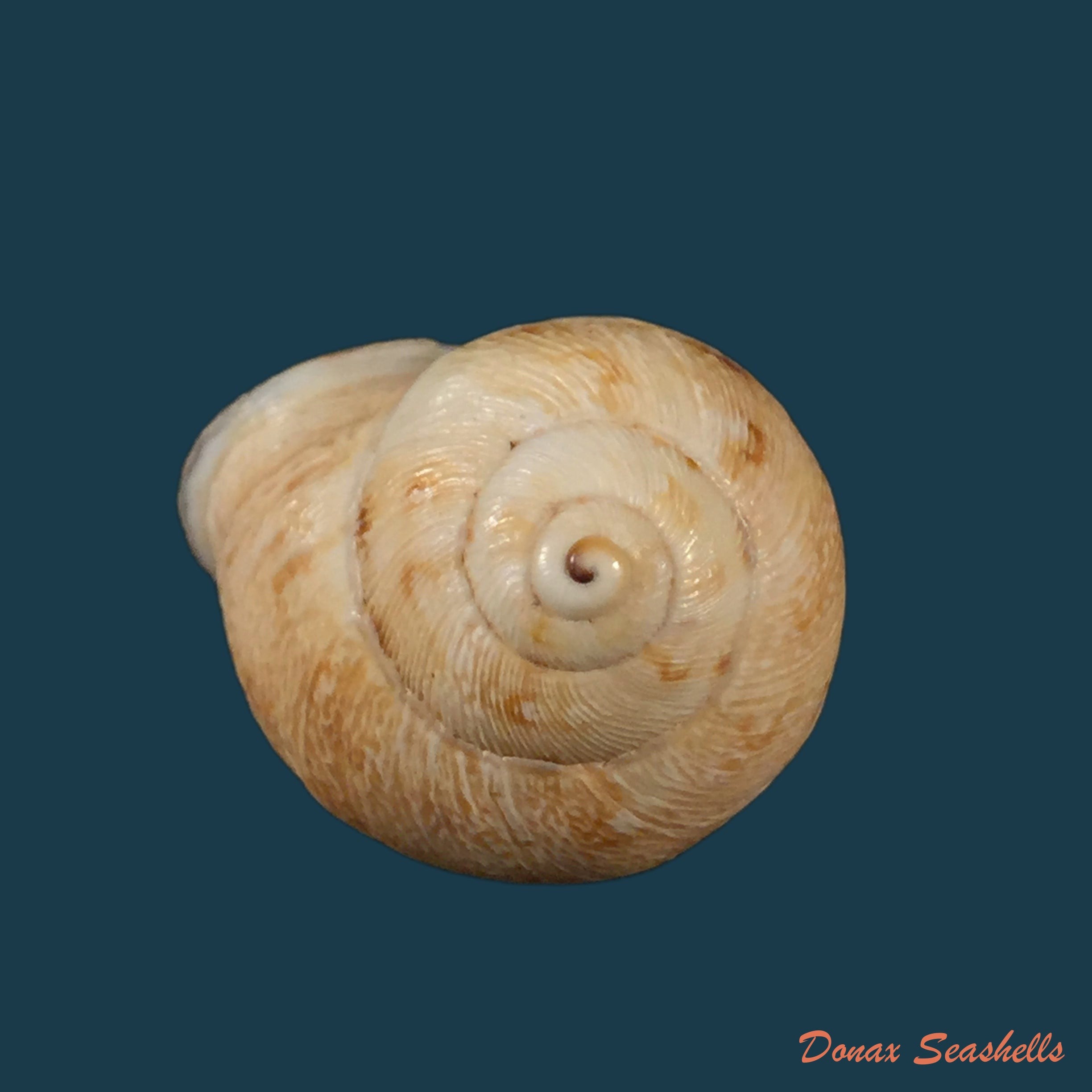 copia-de-eremina-vermiculosa-morelet-1874-25mm