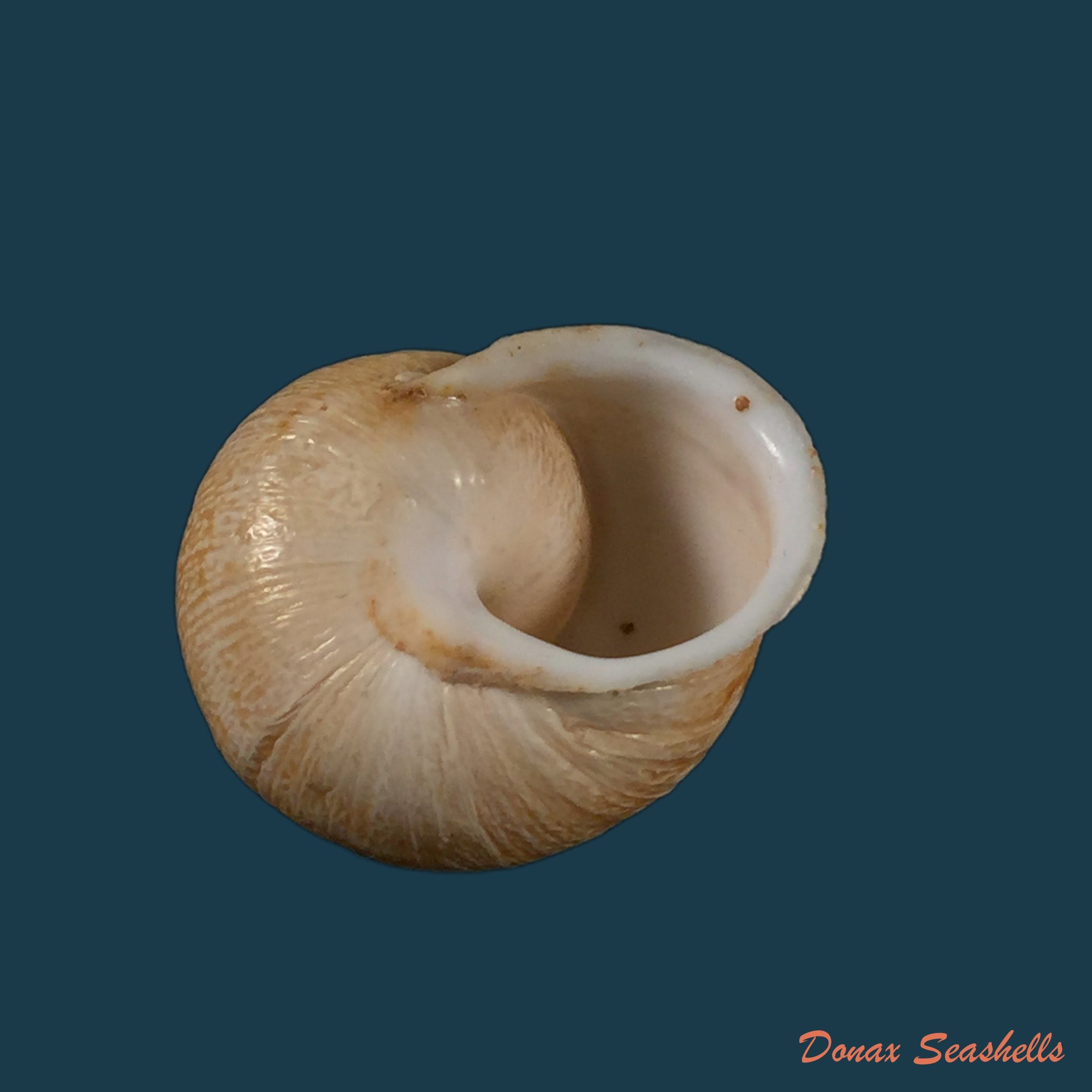 copia-de-eremina-vermiculosa-morelet-1874-25mm