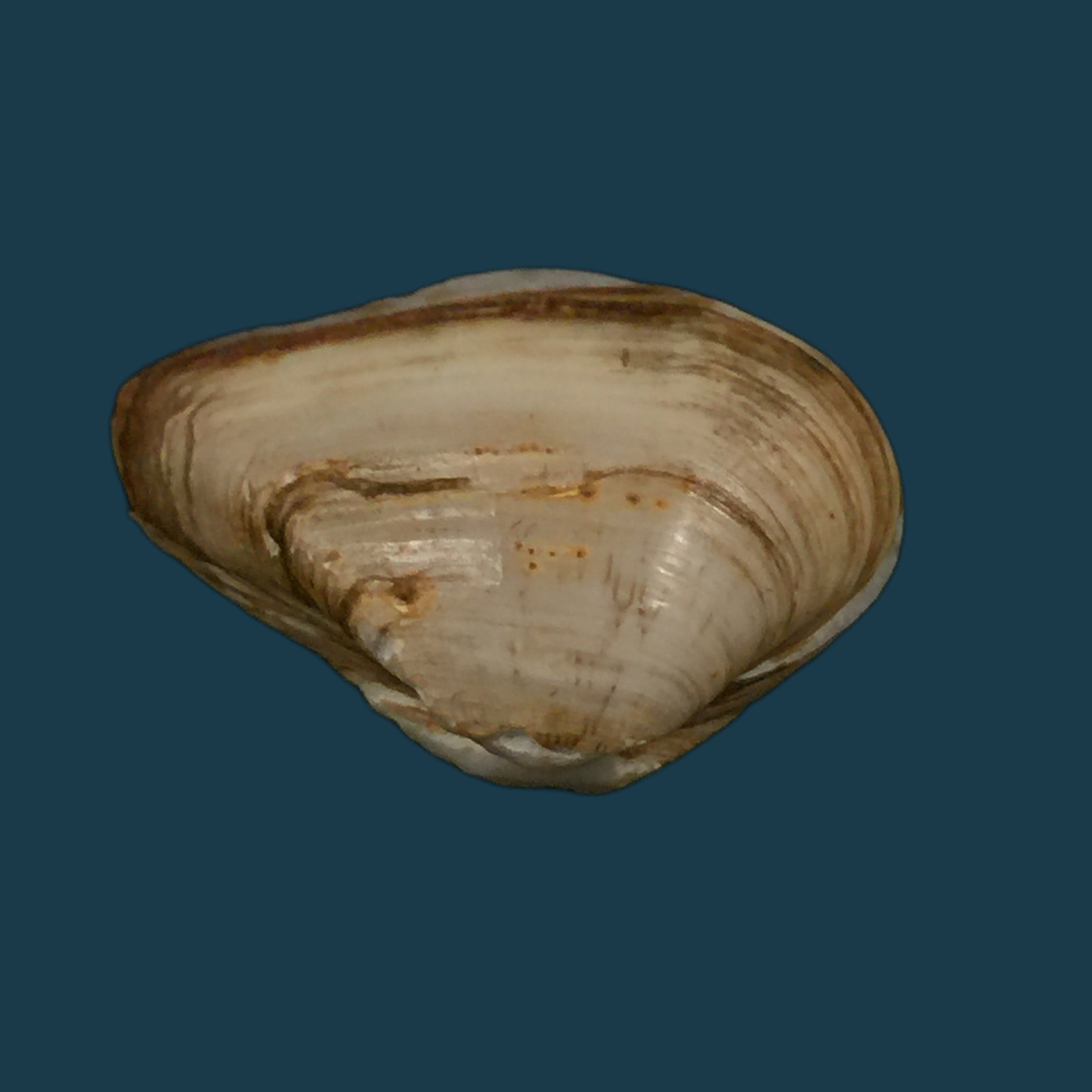 埃罗多纳 mactroides Bosc, 1801 - 25,5mm