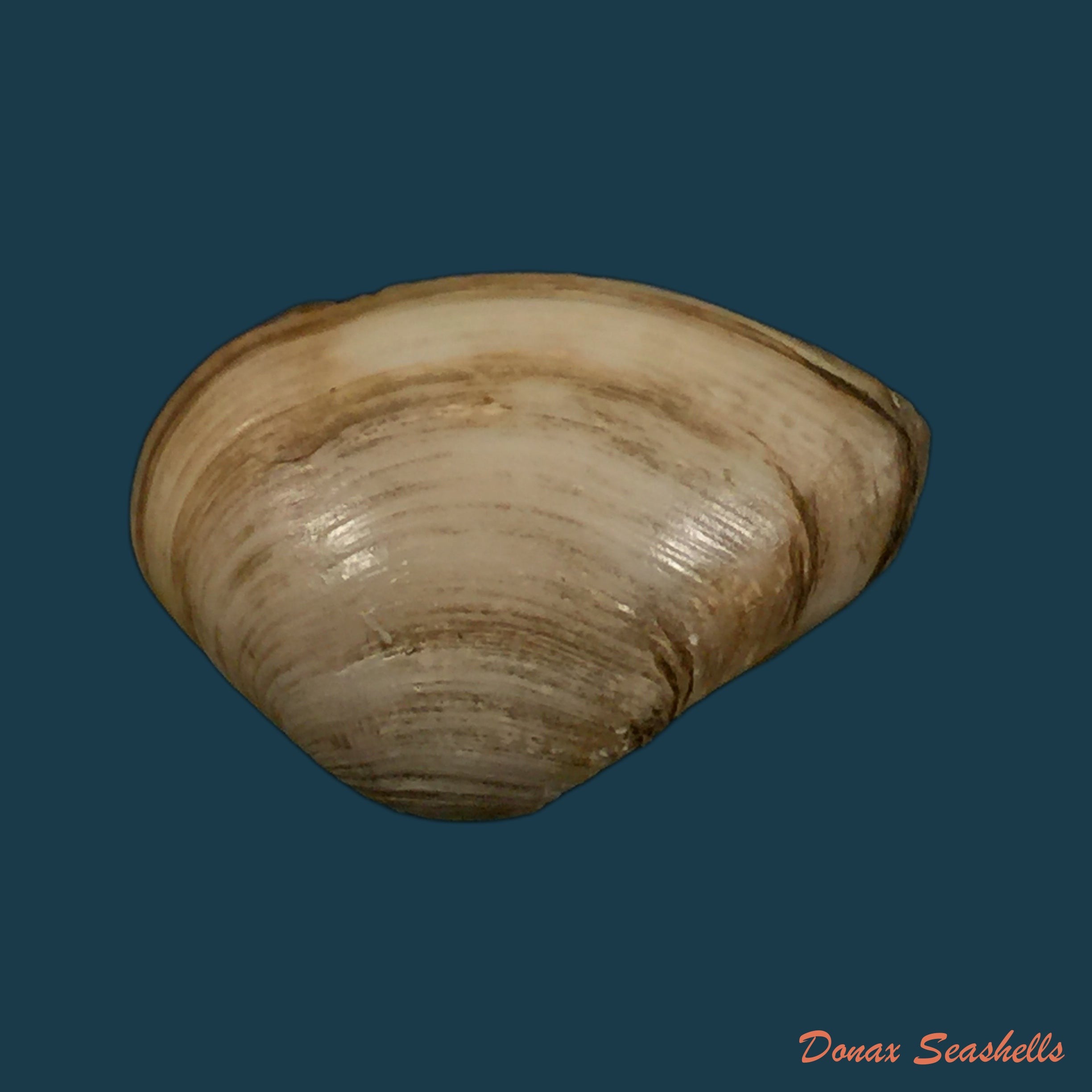 copia-de-erodona-mactroides-bosc-1801-25-5mm