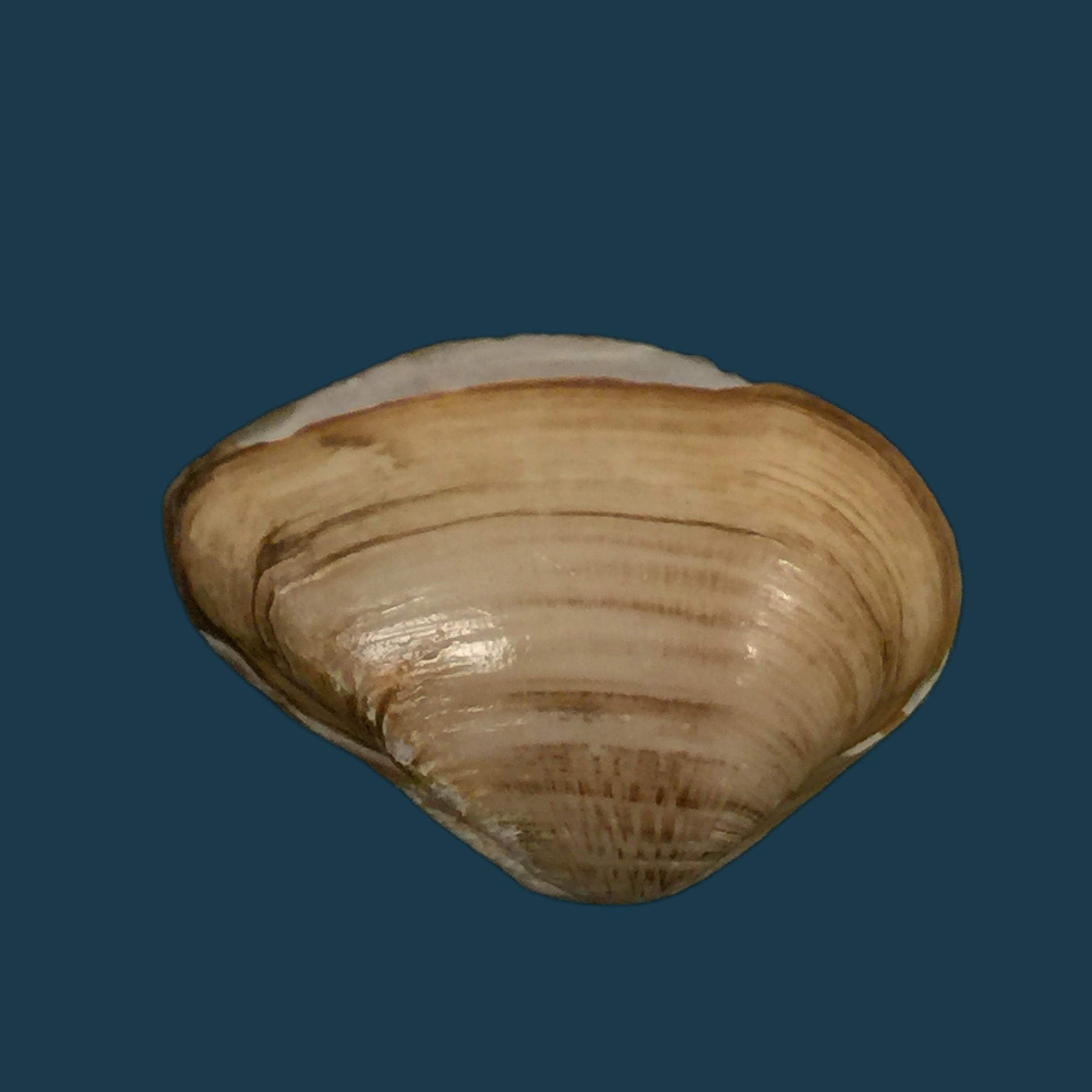 埃罗多纳 mactroides Bosc, 1801 - 25,1mm