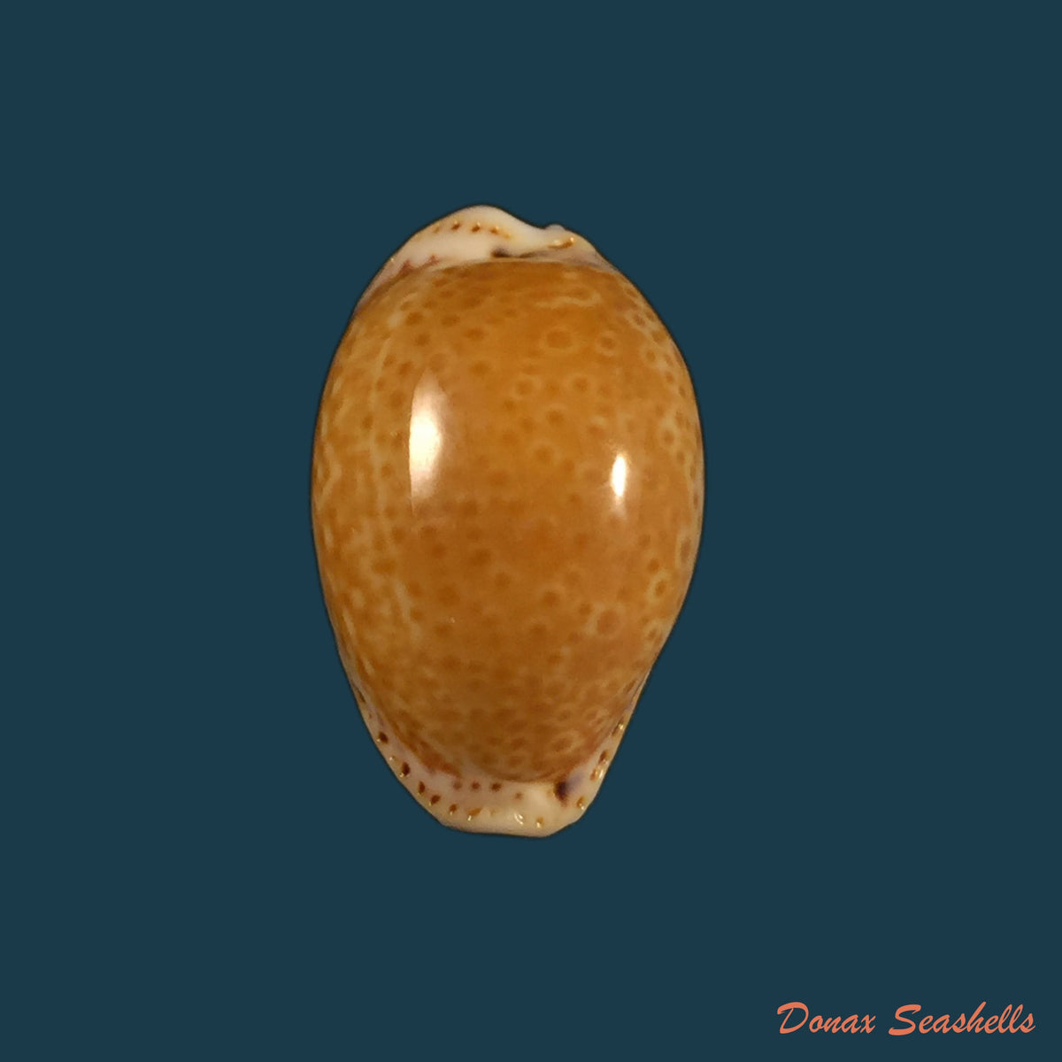 copia-de-erosaria-acicularis-gmelin-1791-23-3mm