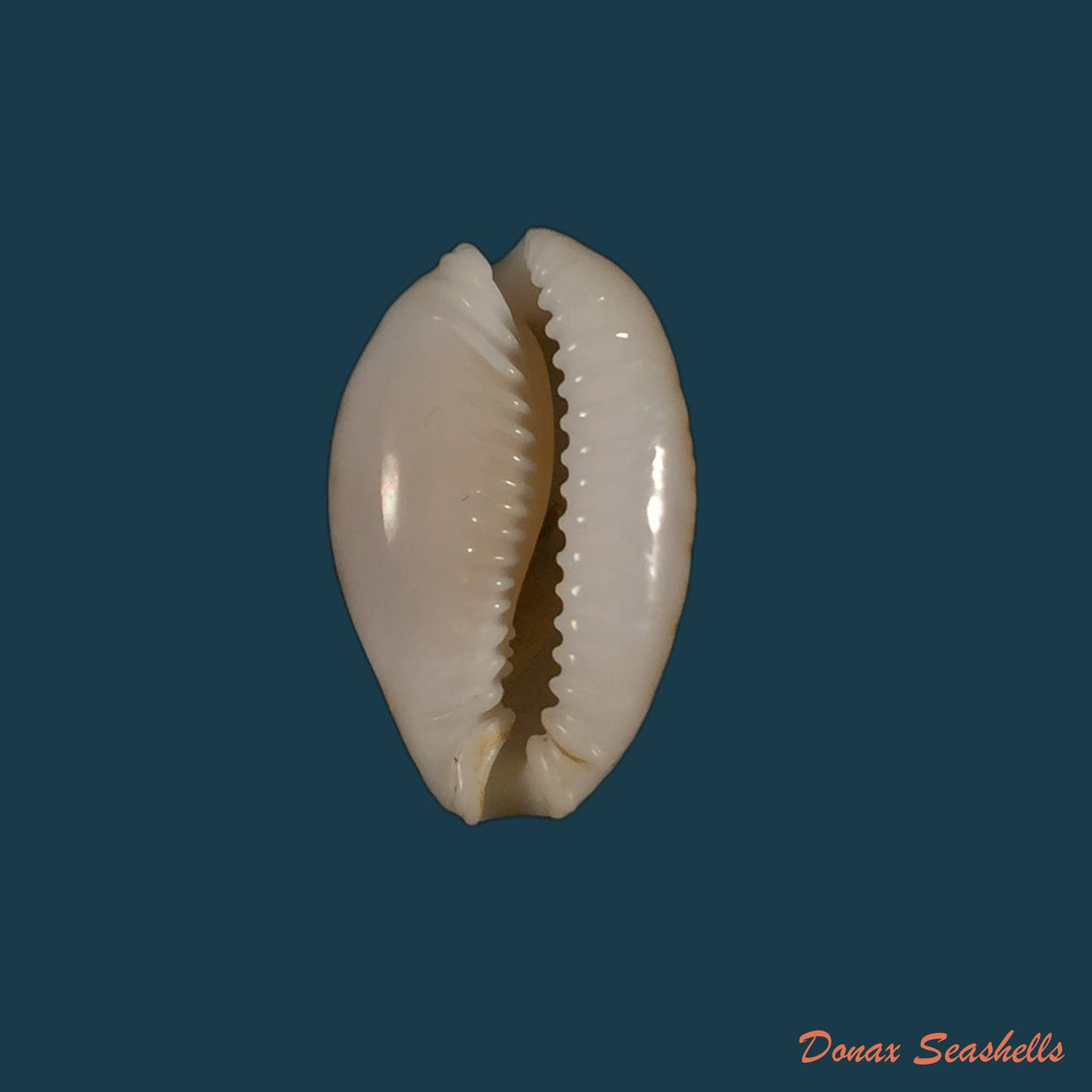 copia-de-erosaria-acicularis-gmelin-1791-23-3mm