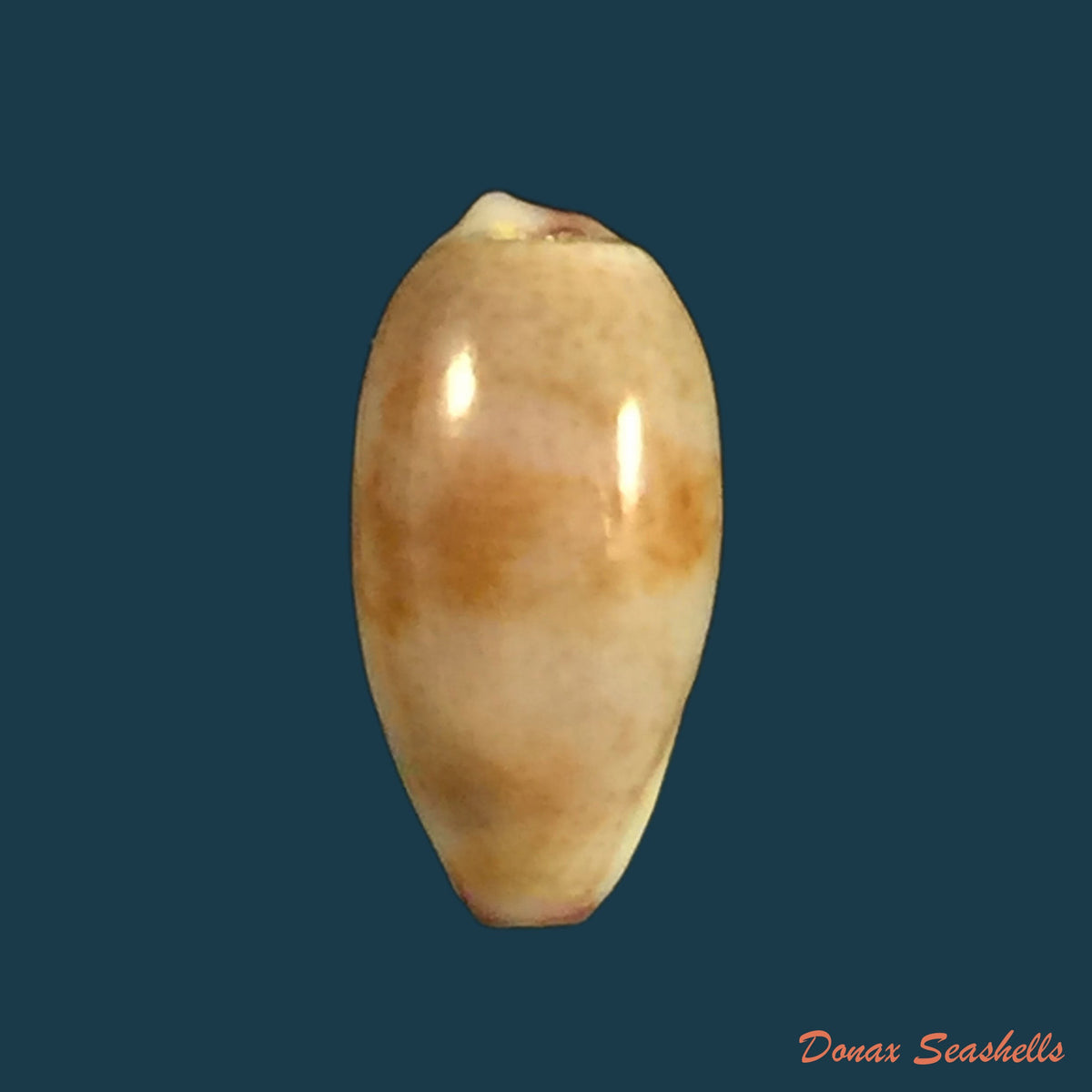 copia-de-erosaria-acicularis-gmelin-1792