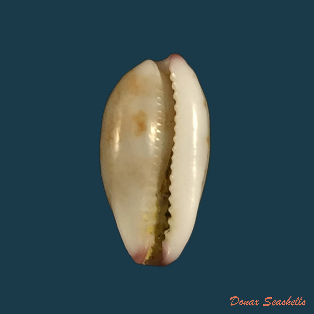 copia-de-erosaria-acicularis-gmelin-1792