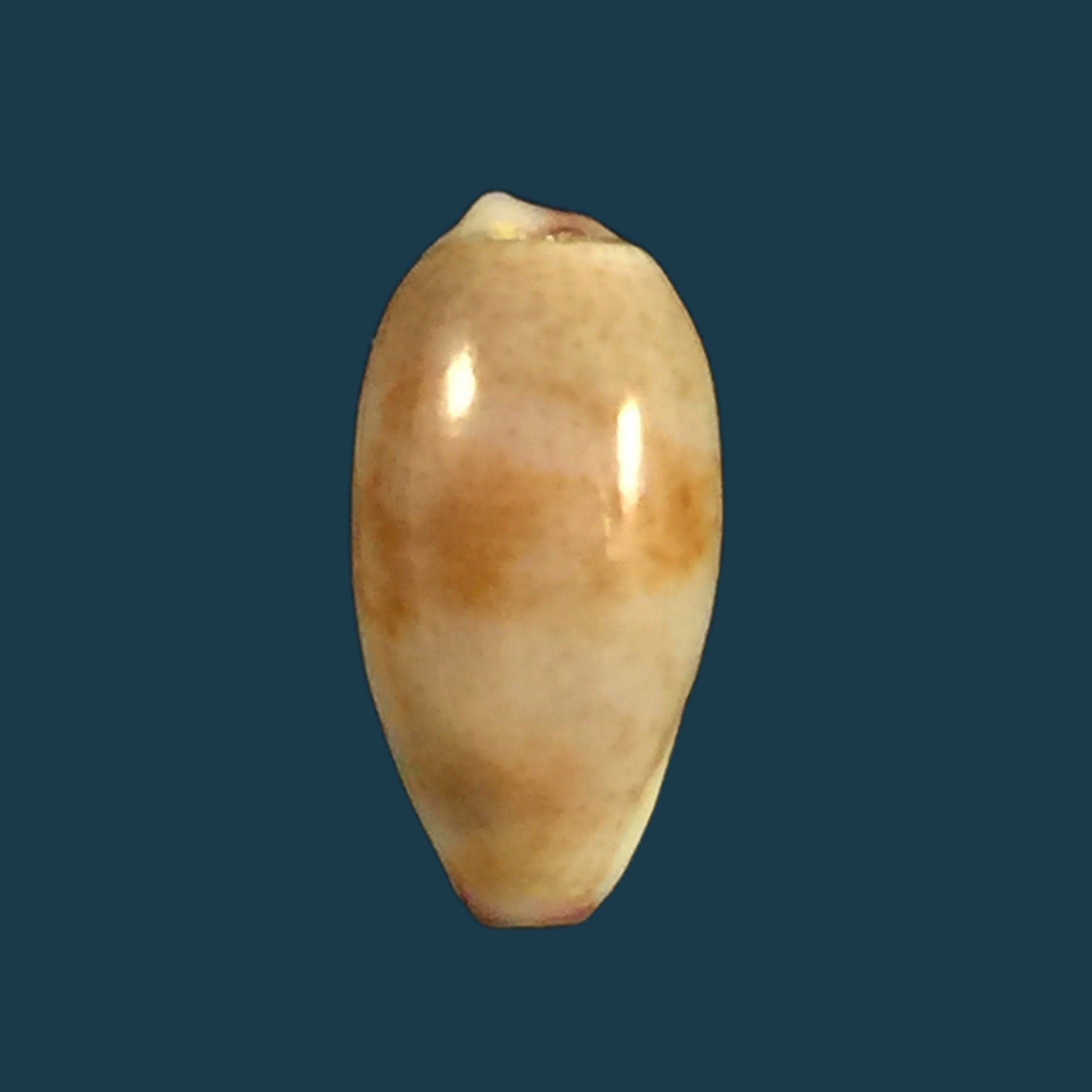 Purpuradusta fimbriata (Gmelin, 1791)