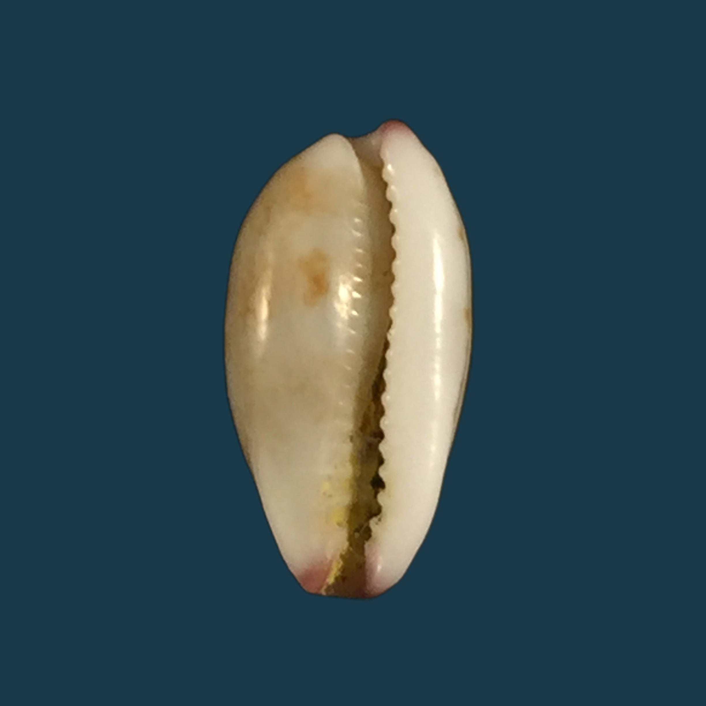 Purpuradusta fimbriata (Gmelin, 1791)