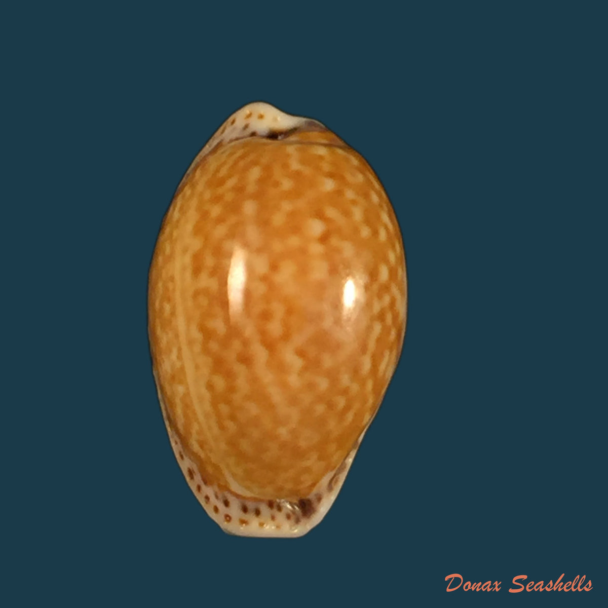 copia-de-erosaria-acicularis-gmelin-1794