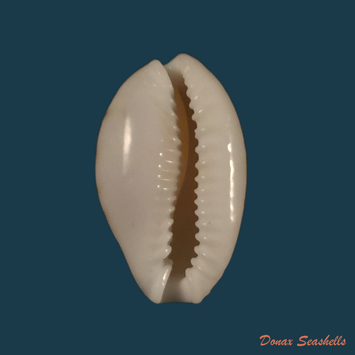 copia-de-erosaria-acicularis-gmelin-1794