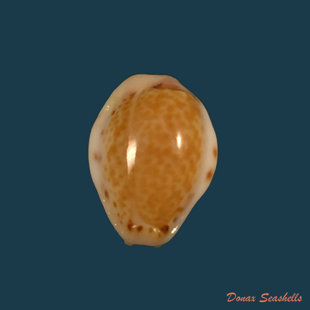 copia-de-erosaria-acicularis-marcuscoltroi-petuch-r-f-myers-2015-12-7mm