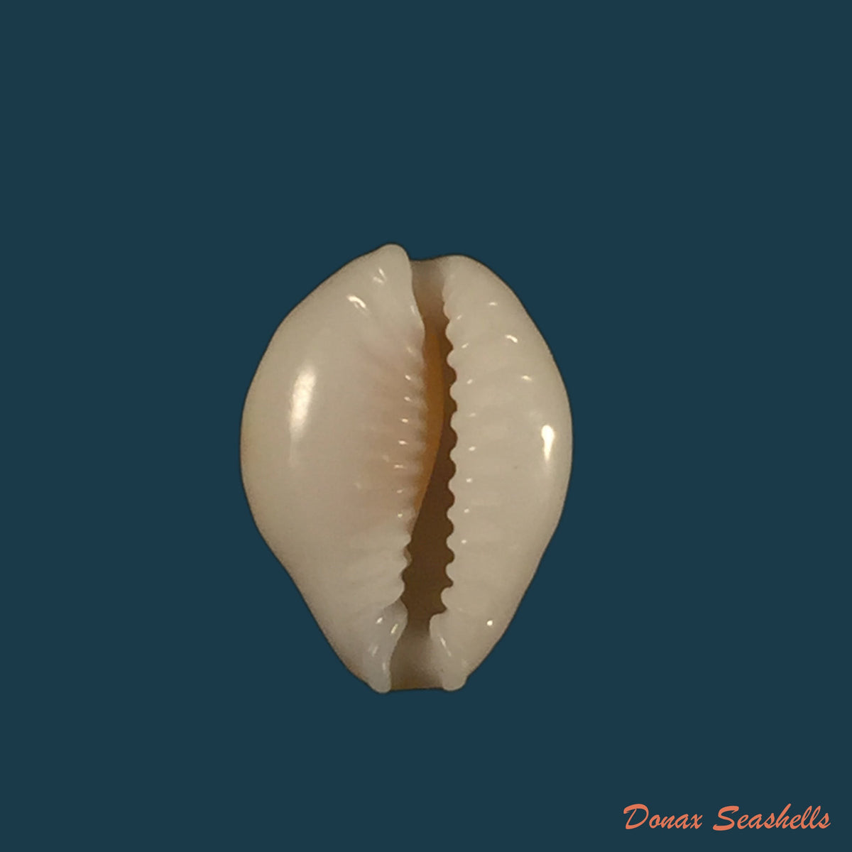 copia-de-erosaria-acicularis-marcuscoltroi-petuch-r-f-myers-2015-12-7mm