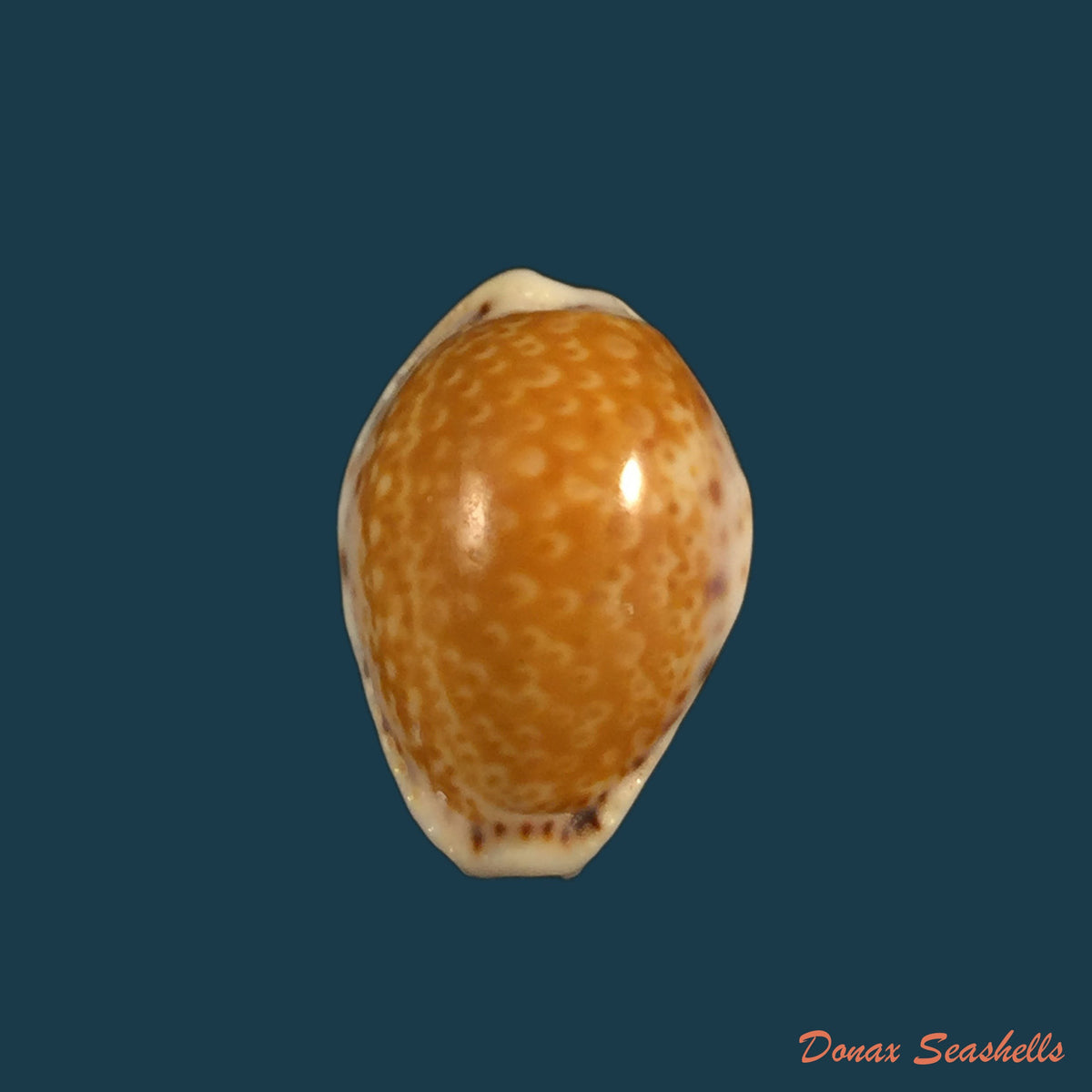 copia-de-erosaria-acicularis-marcuscoltroi-petuch-r-f-myers-2015-22-1mm