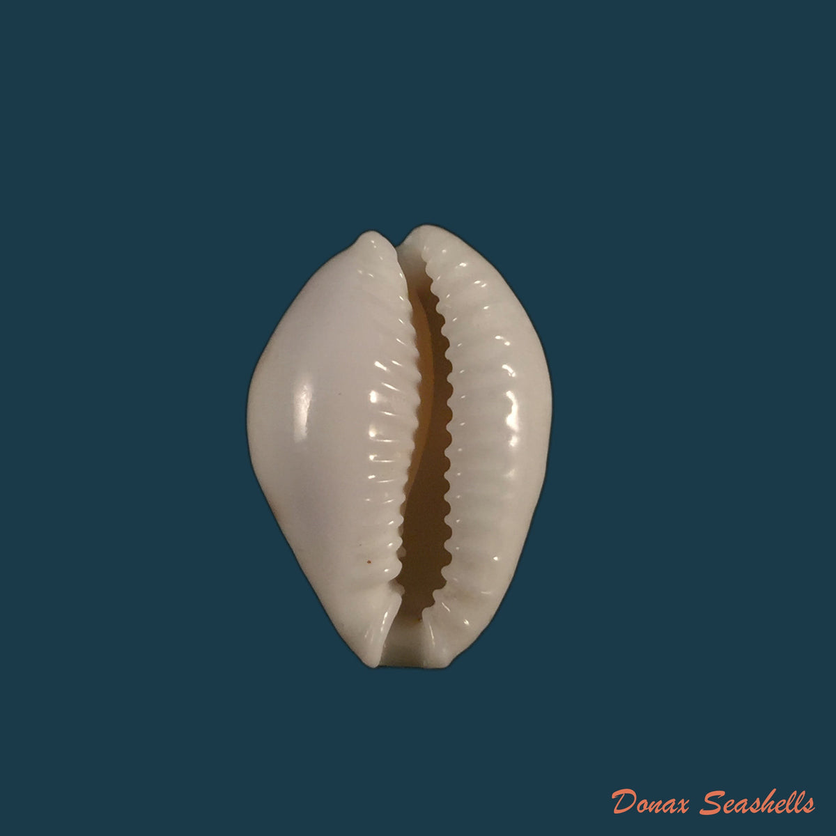 copia-de-erosaria-acicularis-marcuscoltroi-petuch-r-f-myers-2015-22-1mm