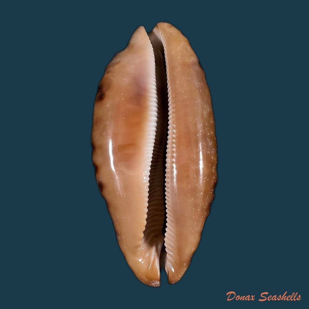 copia-de-erronea-caurica-linnaeus-1758-46-5mm