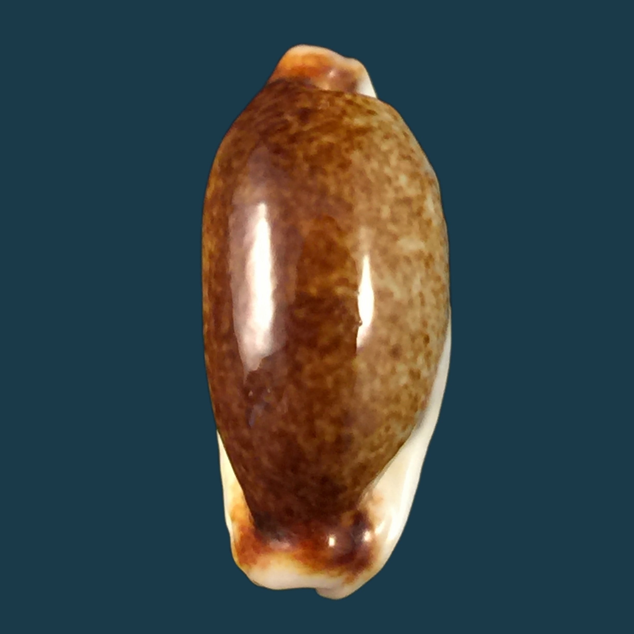 Erronea cylindrica (Born, 1778) - 27,5mm