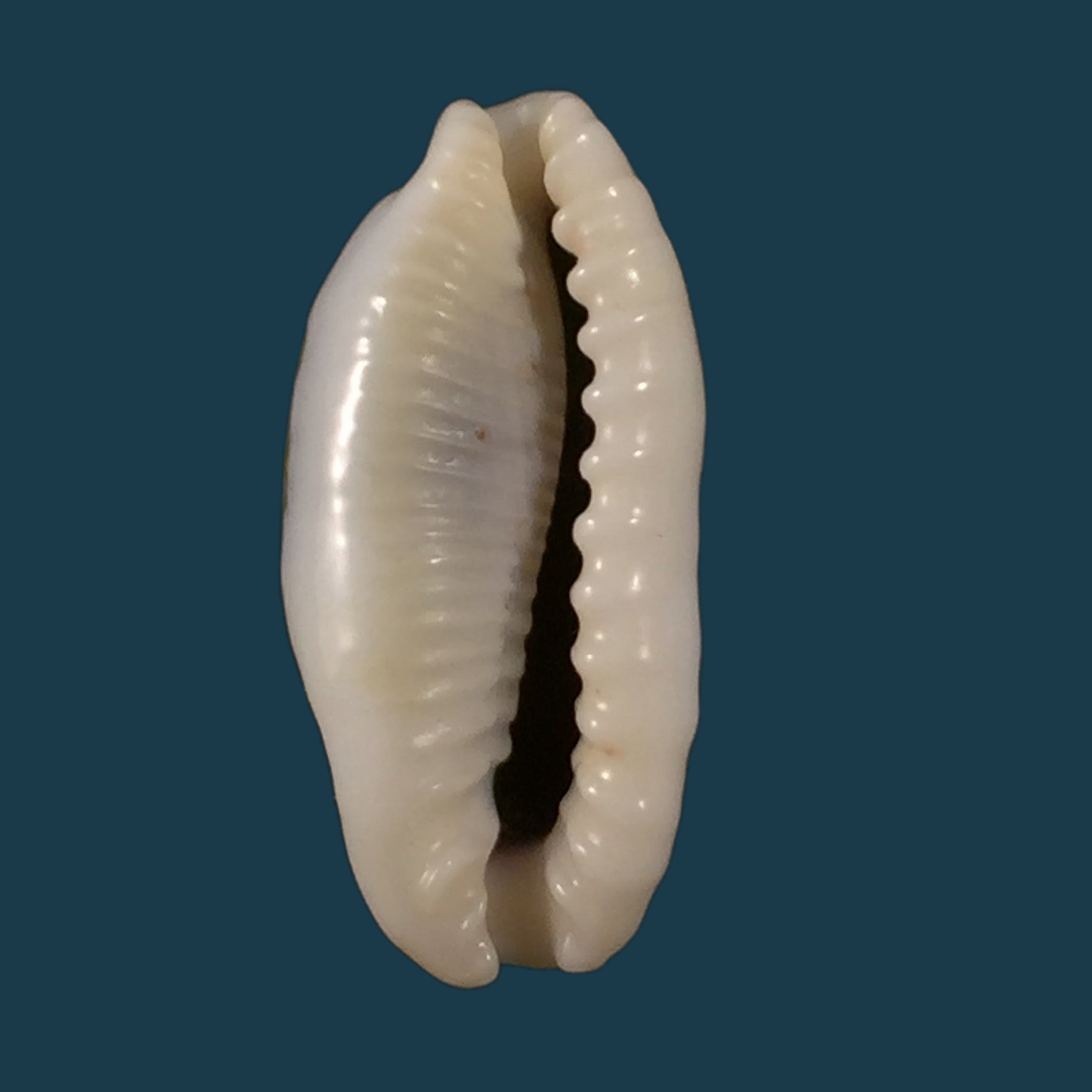 Erronea cylindrica (Born, 1778) - 27,5mm