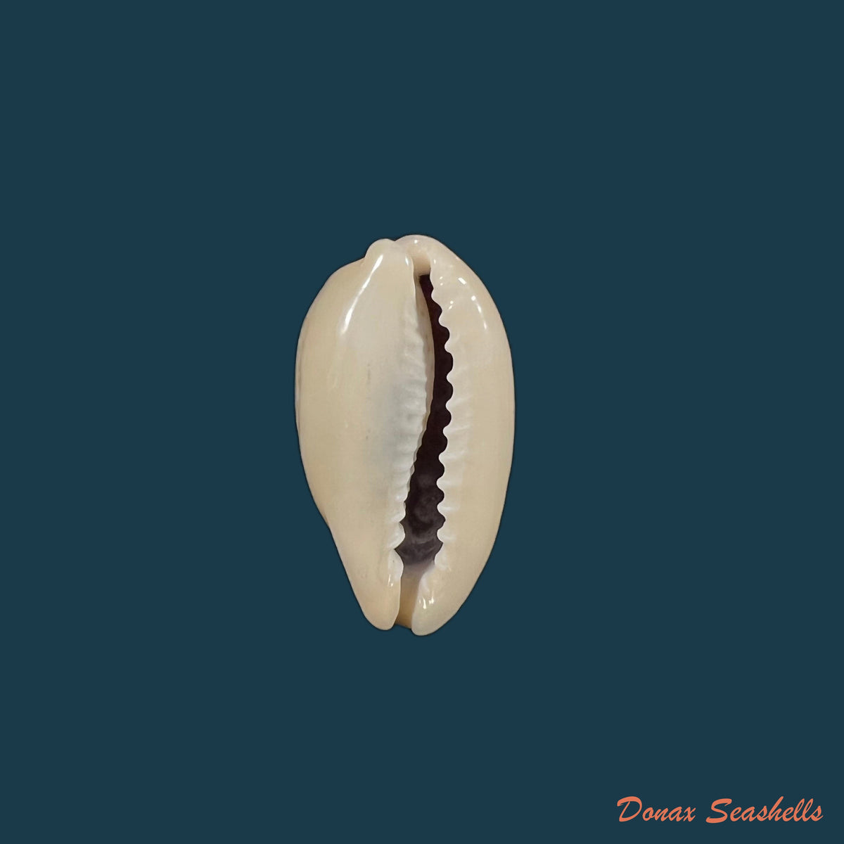 copia-de-erronea-caurica-linnaeus-1760