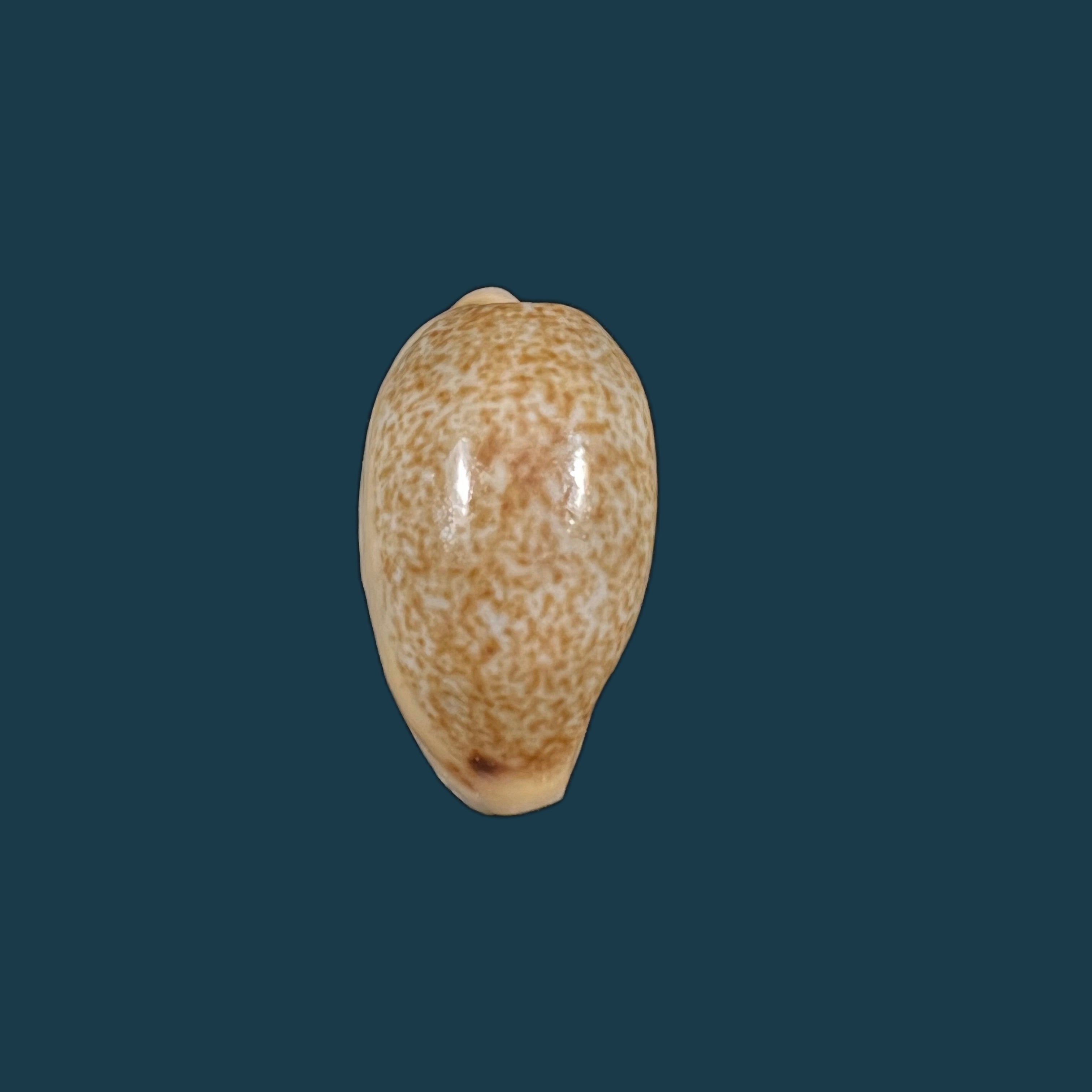 Erronea errones (Linnaeus, 1758) - 25,5mm